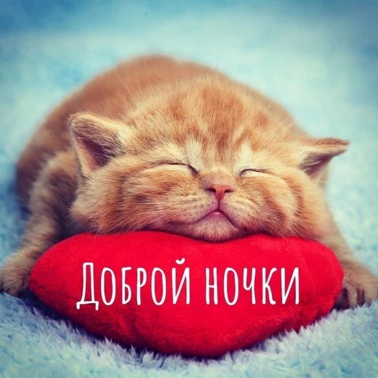 Открытка спокойной ночи. Кот на подушке-сердечке.