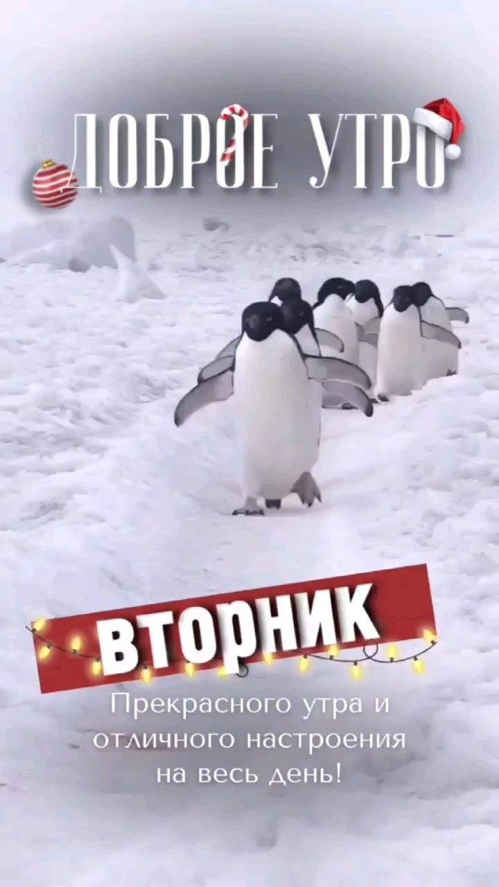 Открытка на вторник. a group of penguins walking across snow covered ground