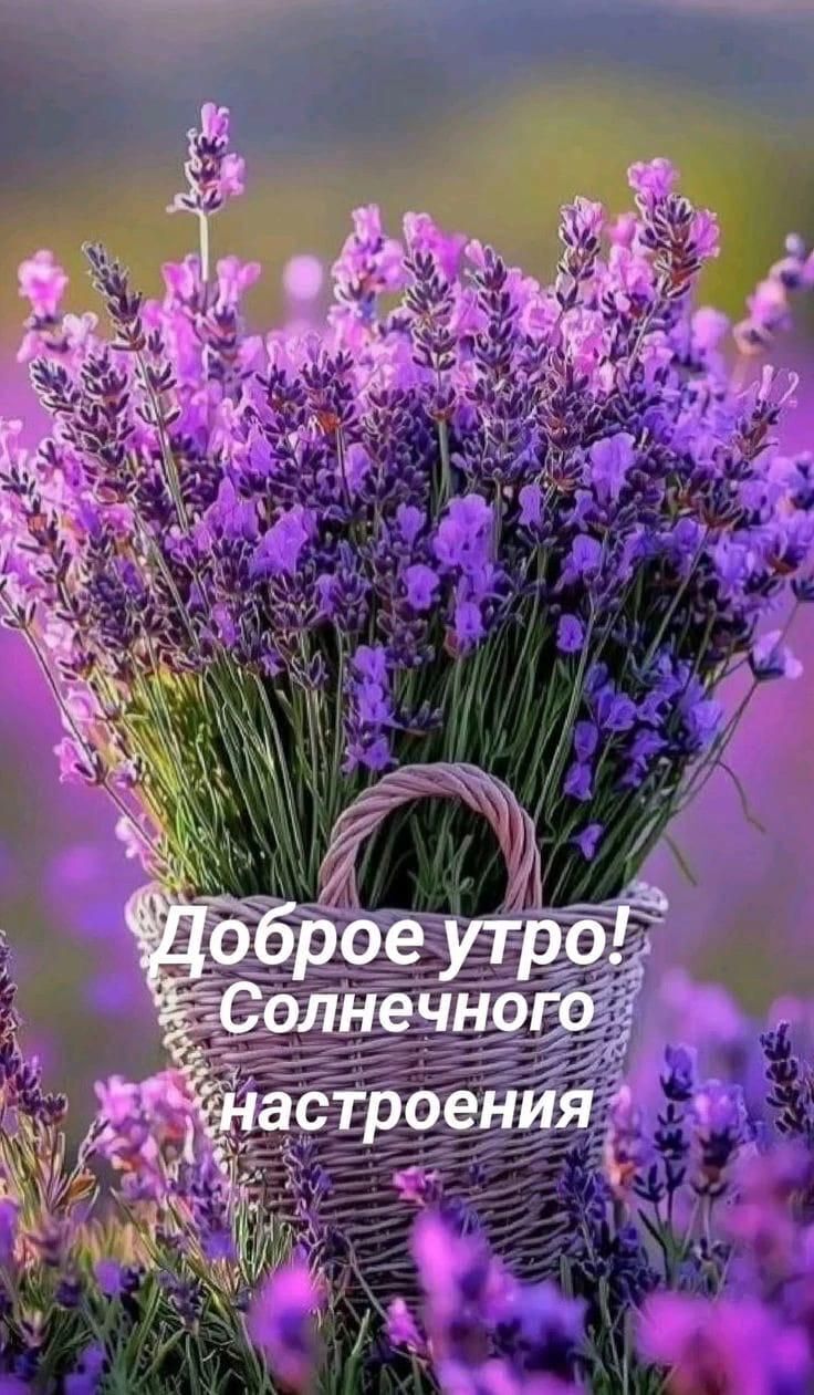 Открытка с добрым утром. Лаванда в корзинке. Открытка с добрым утром. Лаванда в корзинке.