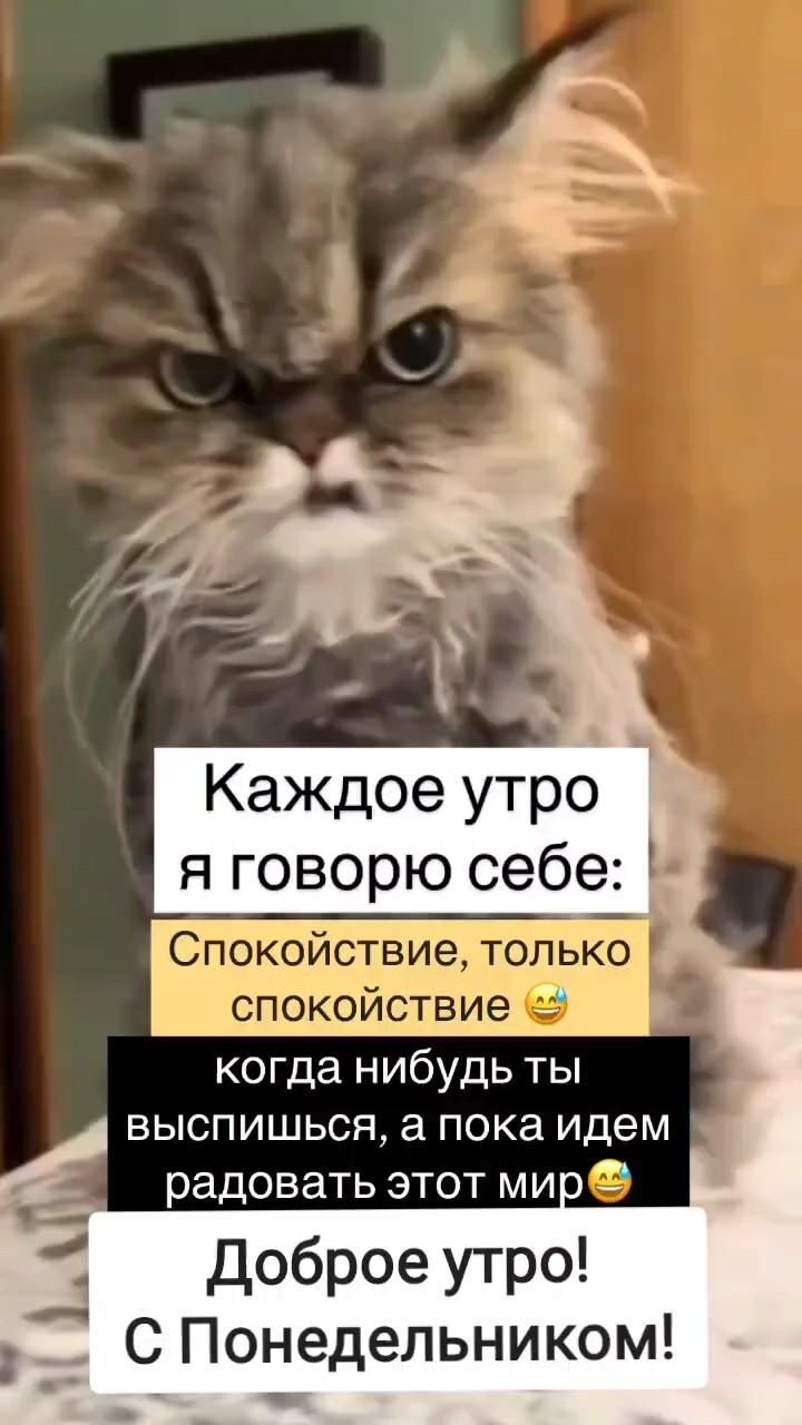 Открытка на понедельник. Доброе утро 💐💐💐 a cat sitting on top of a table next to a sign