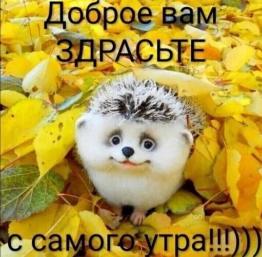 Милый ежик в желтых осенних листьях. Забавная картинка-открытка с пожеланием «Доброе утро!» для поднятия настроения и позитивного начала дня. Открытка Доброе вам здрасте с самого утра Милая и забавная картинка с маленьким ежиком, сидящим в золотистой осенней листве. На изображении наложен текст на русском языке: «Доброе вам ЗДРАСТЬТЕ с самого утра!!!». Картинка выполнена в теплых желтых тонах, создавая уютное и позитивное осеннее настроение