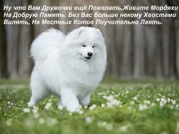 Смешная картинка с белым пушистым псом и ироничным пожеланием на русском языке. Милая собака на лугу — отличный мем для любителей животных. Открытка Ну что Вам Дружочки еще Пожелать, Живите Мордяхи На Добрую Память. Без Вас больше некому Хвостами Ви Красивое и милое изображение пушистой белой собаки породы самоед (или спиц) на фоне зеленой лужайки с мелкими белыми цветами. На картинке наложен юмористический текст на русском языке: Ну что Вам Дружочки еще Пожелать, Живите Мордяхи На Добрую Память