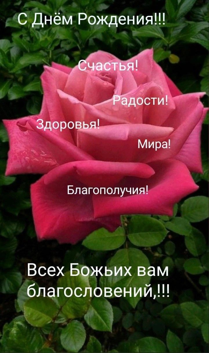 Открытка с днем рождения. a pink rose with the words in russian