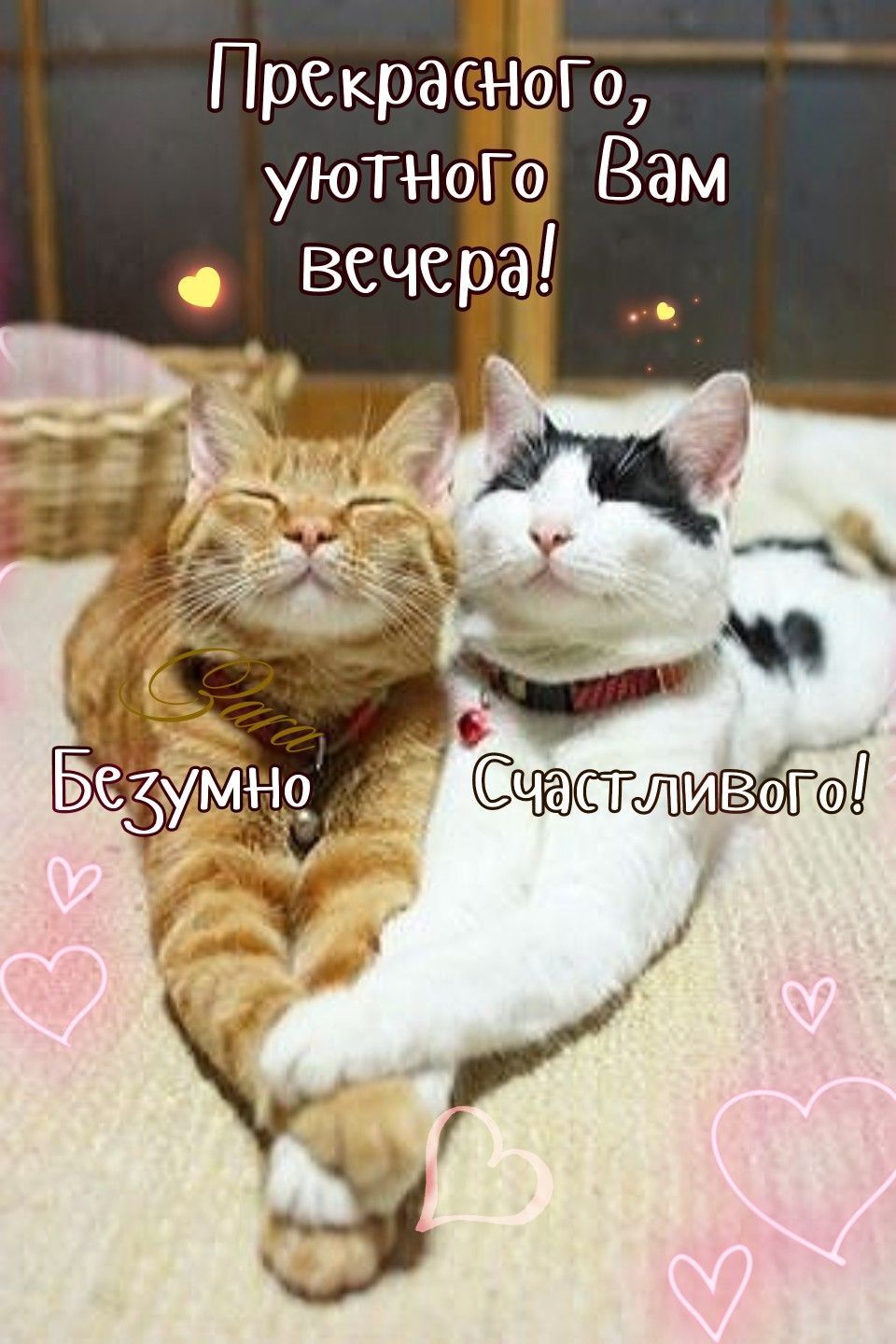 Открытка добрый вечер. Прекрасного Вам вечера! two cats laying next to each other on top of a bed with words written in russian