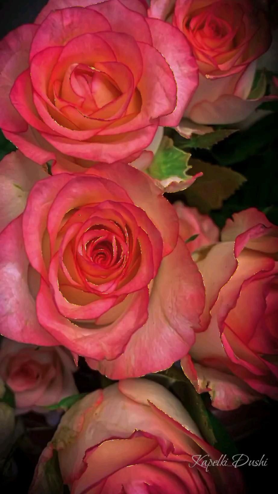 Открытка с днем рождения женщине. Пожелания для женщины... pink roses with green leaves are arranged in a bouquet on a black background, close - up