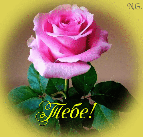 Открытка с днем рождения женщине. a pink rose sitting on top of a green leafy plant with the words free be