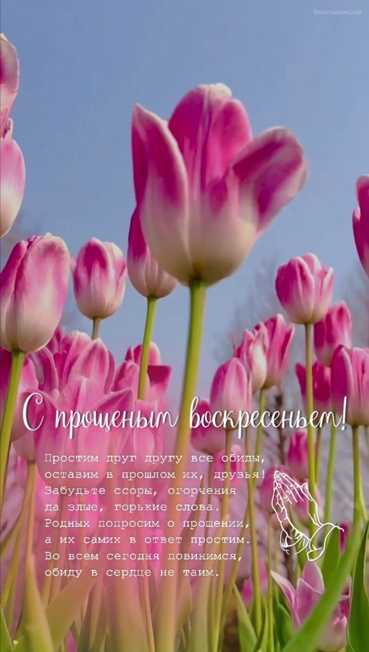 Открытка на Прощеное Воскресенье. Прости😔 pink tulips with the words, imppoetismn bespectiment