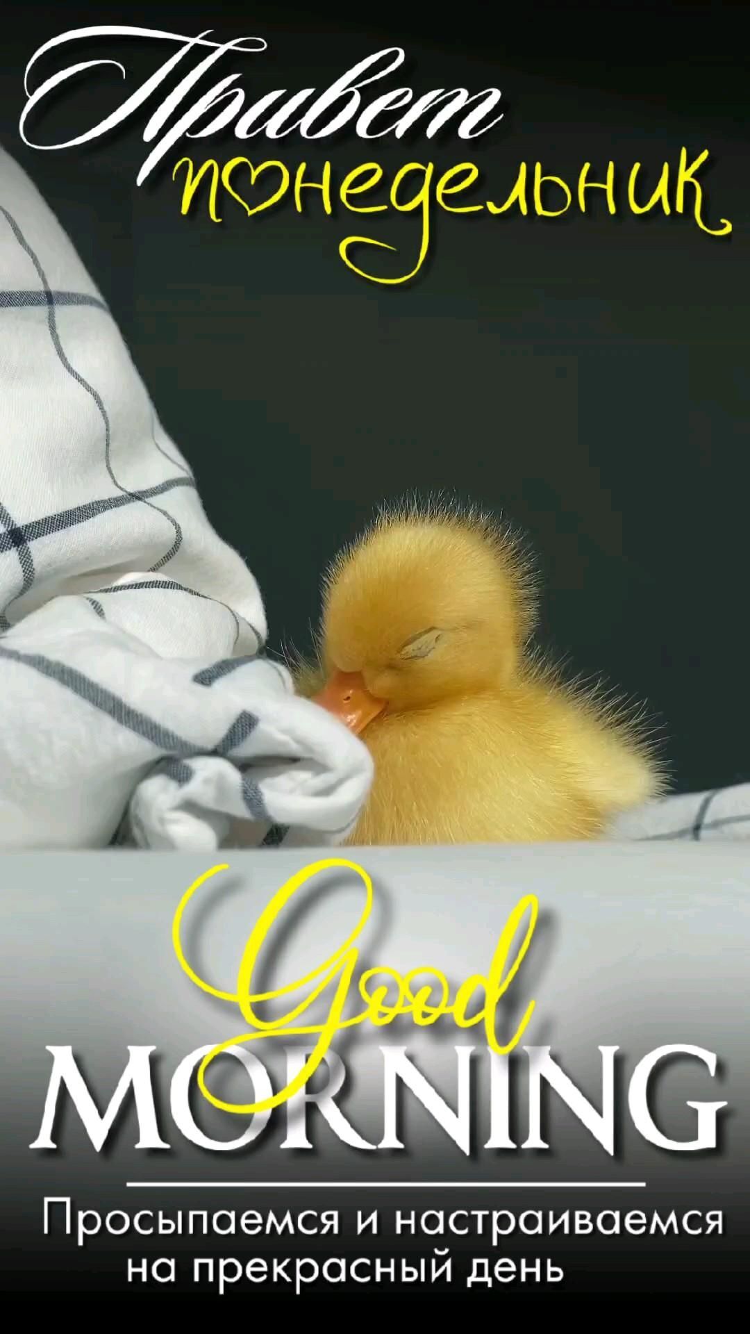 Открытка на понедельник. #понедельник #утенок понедельник a small yellow duck sitting on top of a bed next to a white blanket and pillow