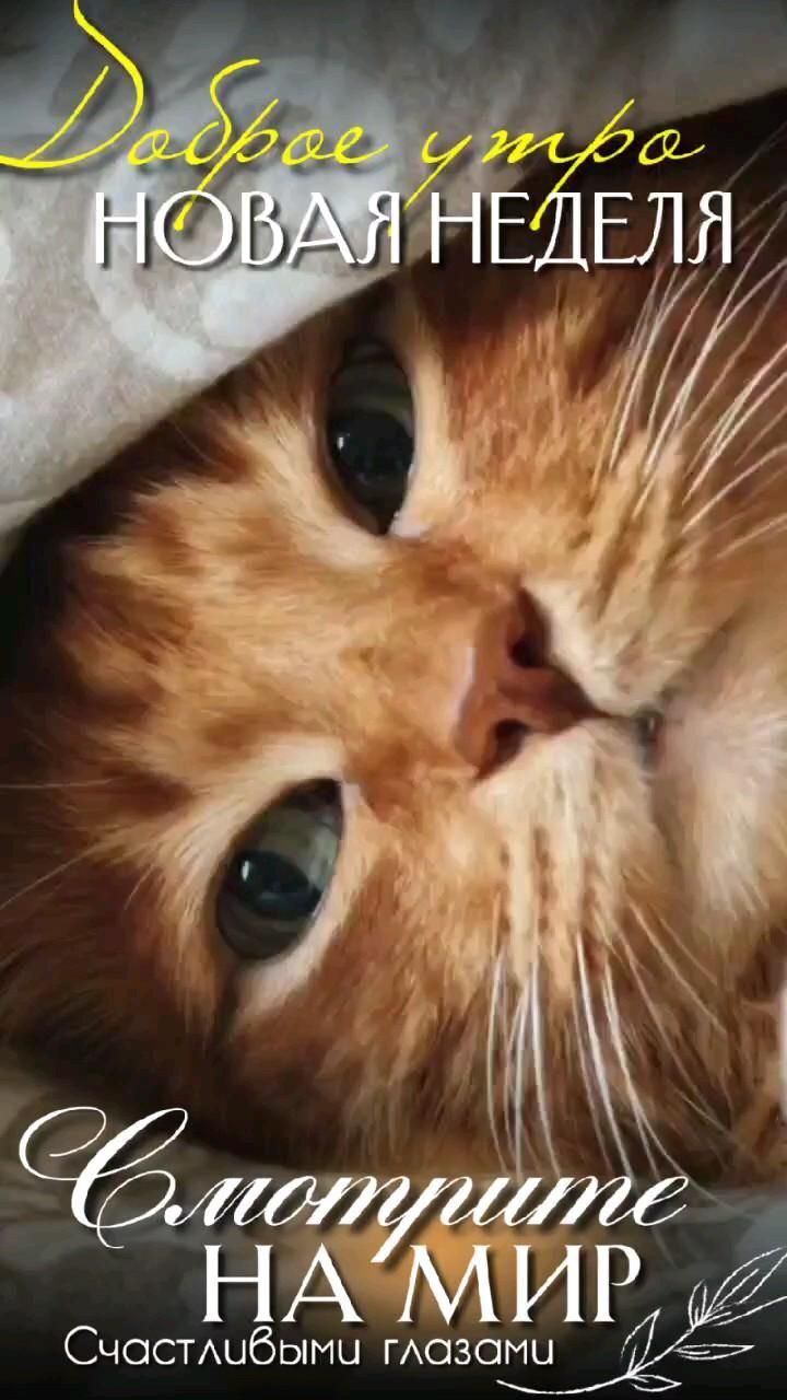 Открытка на понедельник. #кот #котики котик an orange and white cat peeking out from under a blanket with the words welcome hamp written in russian