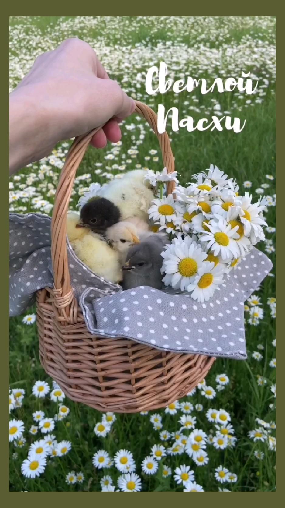 Открытка на Пасху. С Пасхой a person holding a basket with stuffed animals in it and daisies on the ground