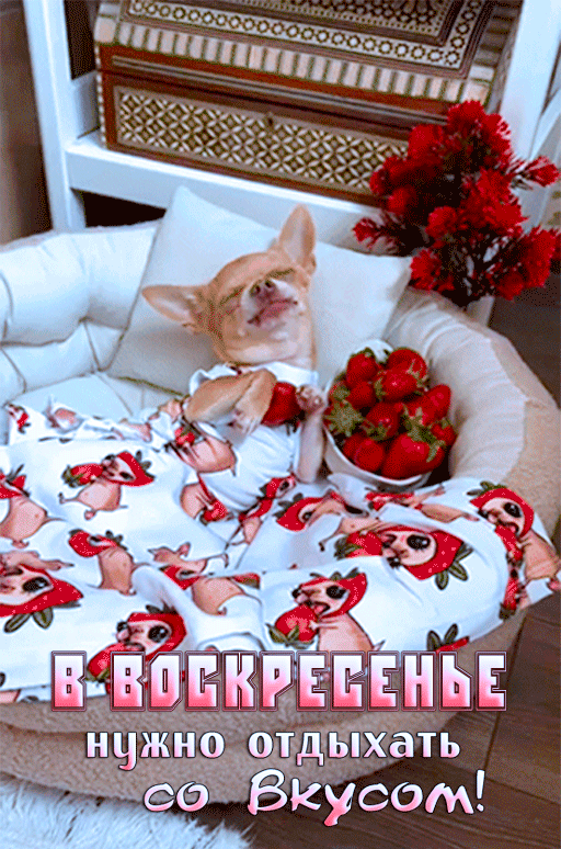 Открытка на воскресенье. a small dog is sitting in a bed with strawberries on it and the caption reads, b - stockpeceheade