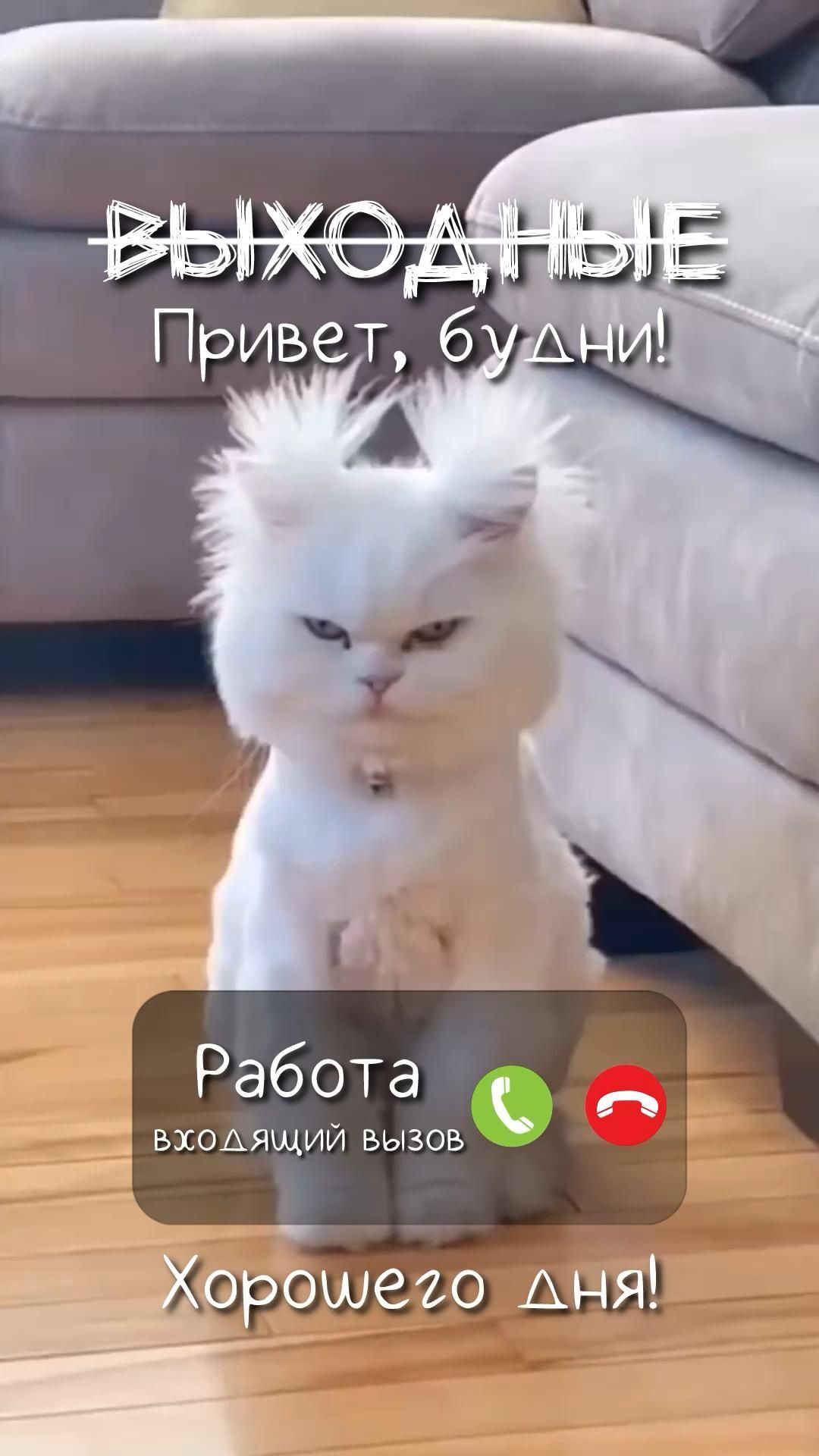 Открытка на понедельник. a white cat sitting on top of a wooden floor
