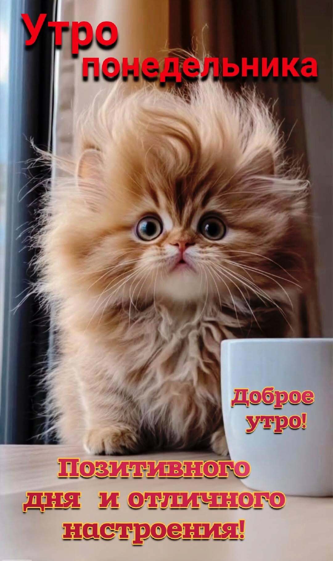 Открытка на понедельник. Растрепанный котенок.