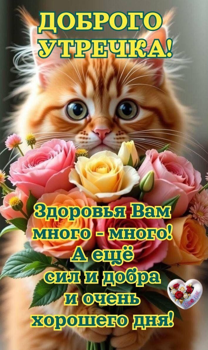 Открытка с добрым утром. Кот дарит розы. Открытка с добрым утром. Кот дарит розы.