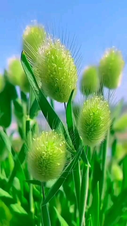 Открытка на лето. Ww some very pretty green flowers in the grass