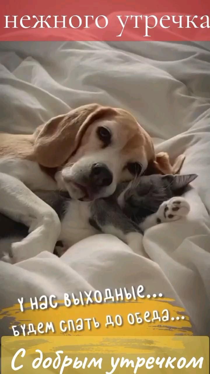 Открытка отличных выходных. a dog laying on top of a bed next to a cat and text that reads, i love you