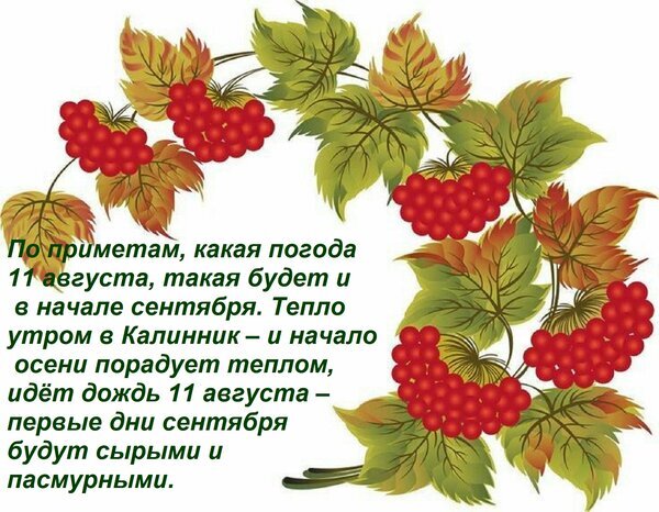 Народная примета: погода 11 августа предсказывает начало сентября. Тепло или дождь в день Калиника определит характер осени. Иллюстрация с ягодами. Открытка По приметам, какая погода 11 августа, такая будет и в начале сентября. Тепло утром в Калинник – и на Иллюстрация с народными приметами о погоде на 11 августа (день Калиника). Текст гласит: погода этого дня определит начало сентября. Если 11 августа тепло — осень будет теплой, если идет дождь — сентябрь будет сырым и пасмурным