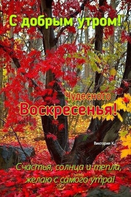 Красивая открытка «С добрым утром! Чудесного воскресенья!» с яркими осенними листьями клена. Пожелание счастья, солнца и тепла для прекрасного выходного. Открытка Чудесного Воскресенья! Доброе утро! Яркая и теплая поздравительная открытка к воскресенью. На изображении запечатлен осенний лес с пышными красными и желтыми листьями клена. На фоне деревьев размещен вдохновляющий текст на русском языке: «С добрым утром! Чудесного воскресенья! Счастья, солнца и тепла, желаю с самого утра!»