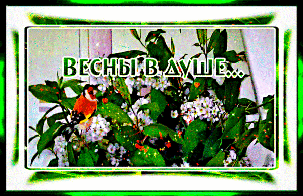 Открытка «Весны в душе...» с изображением птицы на цветущих ветках в зеленой рамке. Пожелание весеннего настроения, вдохновения и душевного тепла. Анимированная открытка Весны в душе Красивая поздравительная открытка с надписью «ВЕСНЫ В ДУШЕ...». На изображении запечатлена яркая птица (голубь или зеленушка) с характерным оранжевым оперением, сидящая на ветках цветущего кустарника с белыми цветами. Композиция окружена декоративной зеленой светящейся рамкой, создающей атмосферу свежести, пробуждения природы и весеннего настроения