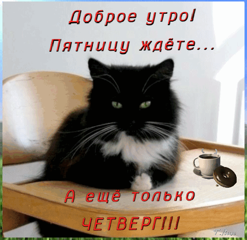 Смешная открытка «Доброе утро! Пятницу ждете... А еще только ЧЕТВЕРГ!!!» с черным котом и чашкой кофе. Идеально для настроения в четверг! Анимированная открытка Доброе утро! Забавная поздравительная открытка с черным котом, который сидит на стуле рядом с чашкой кофе. На картинке надпись на русском языке: «Доброе утро! Пятницу ждете... А еще только ЧЕТВЕРГ!!!». Изображение передает ироничное настроение ожидания выходных и бодрое начало рабочего дня