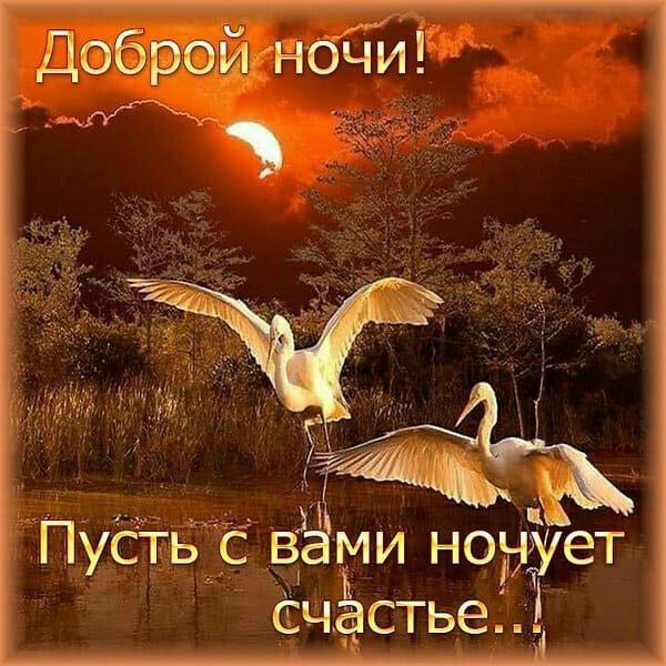 Открытка спокойной ночи. two white birds flying over water under a red sky with the moon in the background