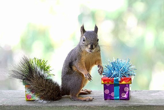 Открытка с Новым годом. card with a squirrel and presents