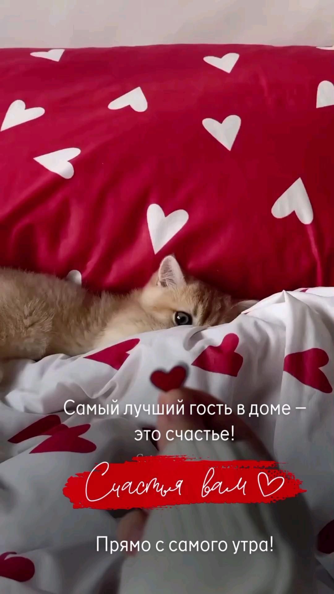 Открытка с добрым утром. счастливого дня a cat laying on top of a bed under a red blanket with white heart shapes