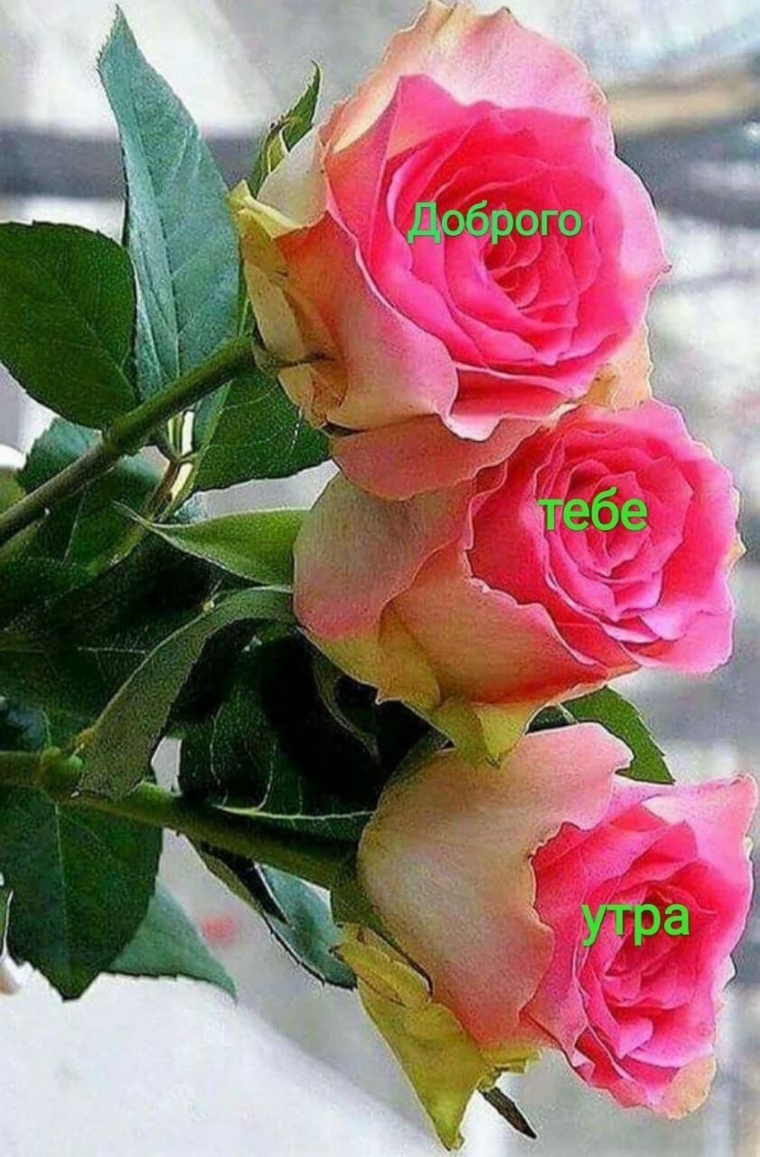 Открытка с добрым зимним утром с пожеланиями на розах.