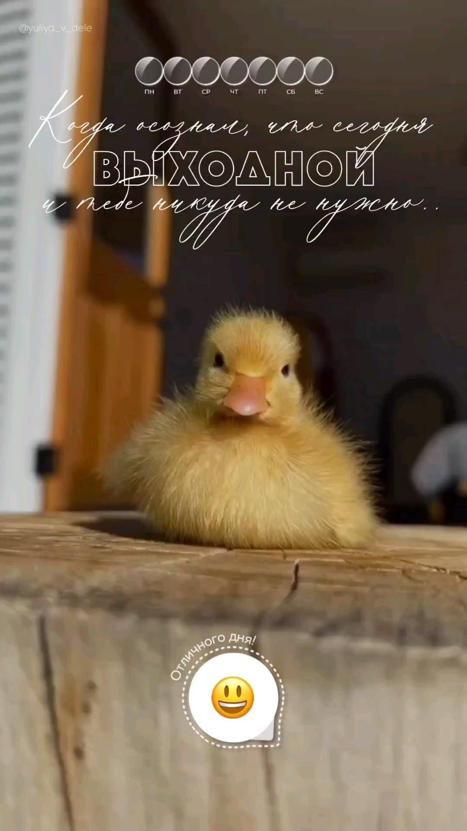 Открытка отличных выходных. Выходные выходной суббота воскресенье видео с милыми животными a small yellow duck sitting on top of a wooden table