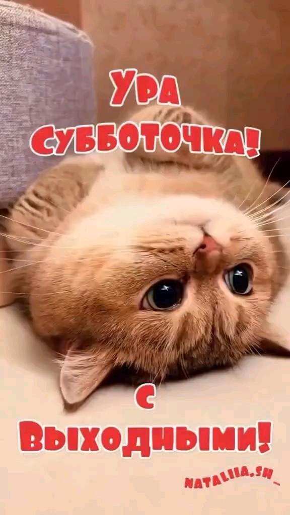 Открытка на субботу. #выходные Ура, субботочка♥️ an orange cat laying on its back in front of a book cover with russian words