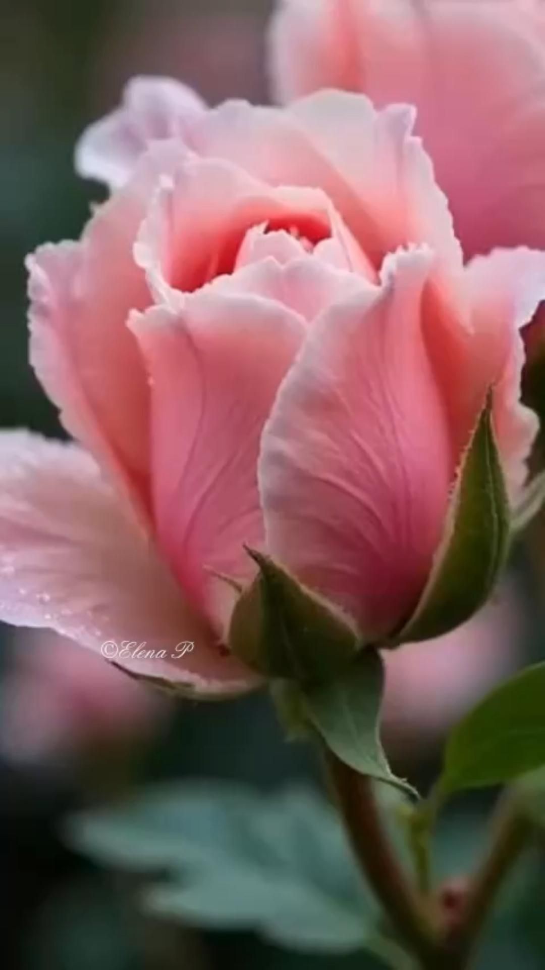 Открытка с днем рождения женщине. #розыраспускаются two pink flowers with water droplets on them