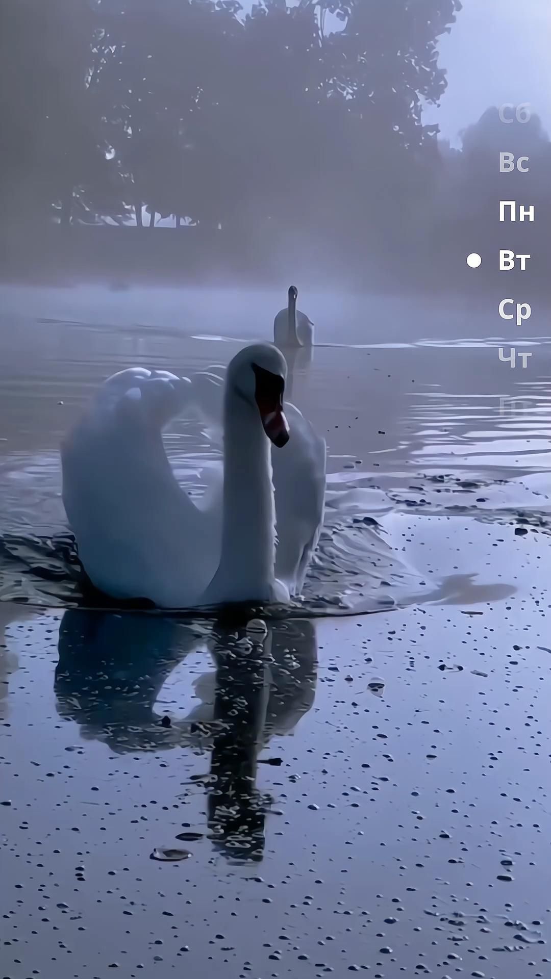 Открытка на вторник. Доброе утро вторник идея для сторис Доброе утро two white swans swimming in the water on a foggy day