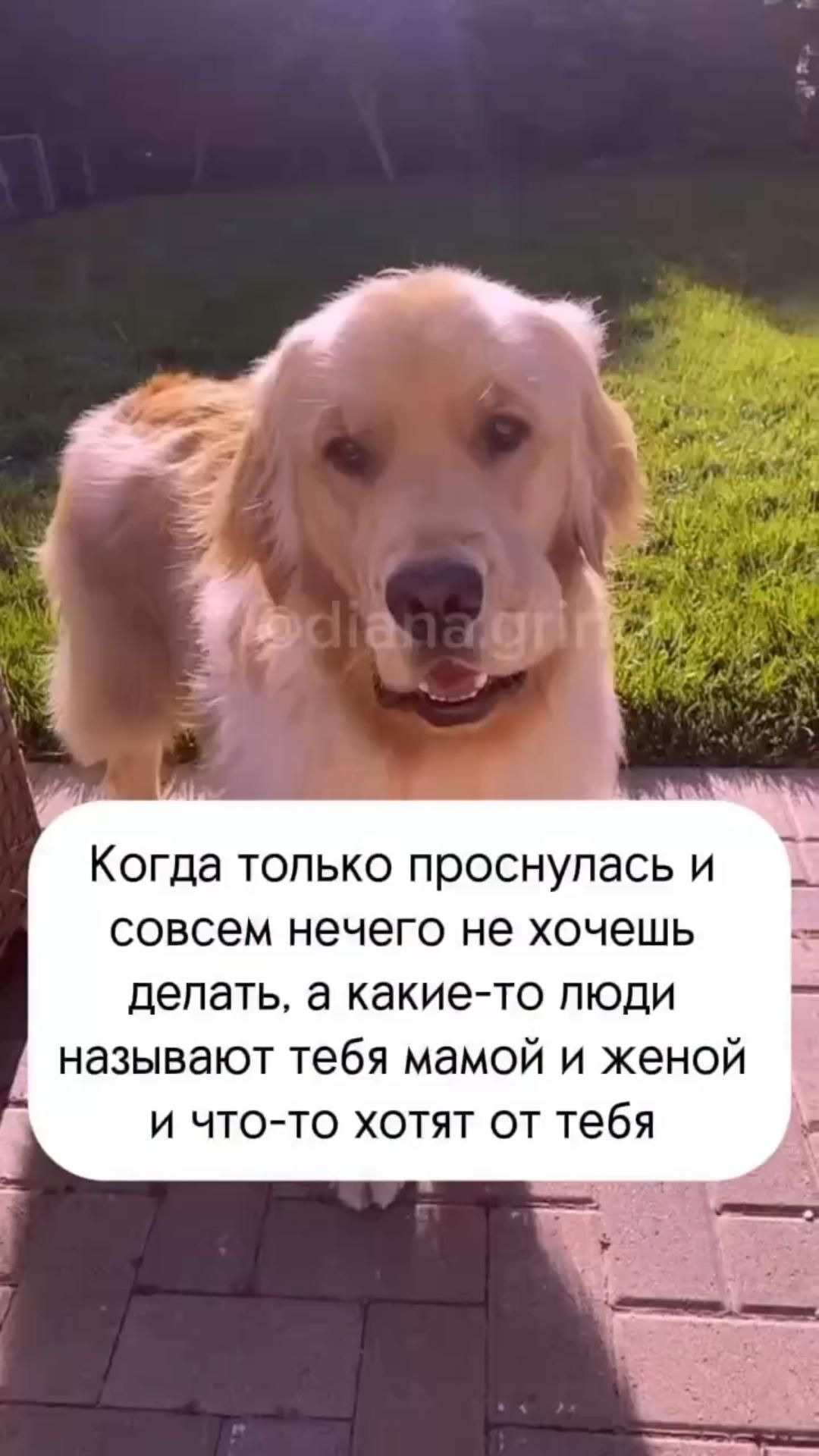Открытка с добрым утром. #выходные #мама #суббота #юмор #мем #собака #жена выходные мдэ a golden retriever dog is sitting on the ground with an empty speech bubble in its mouth Открытка с добрым утром. #выходные #мама #суббота #юмор #мем #собака #жена выходные мдэ a golden retriever dog is sitting on the ground with an empty speech bubble in its mouth
