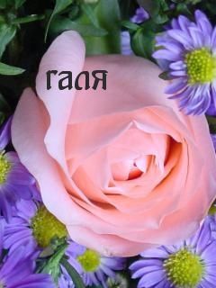 Открытка с днем рождения Галина Галя. Картинки с именами галя a pink rose surrounded by purple flowers