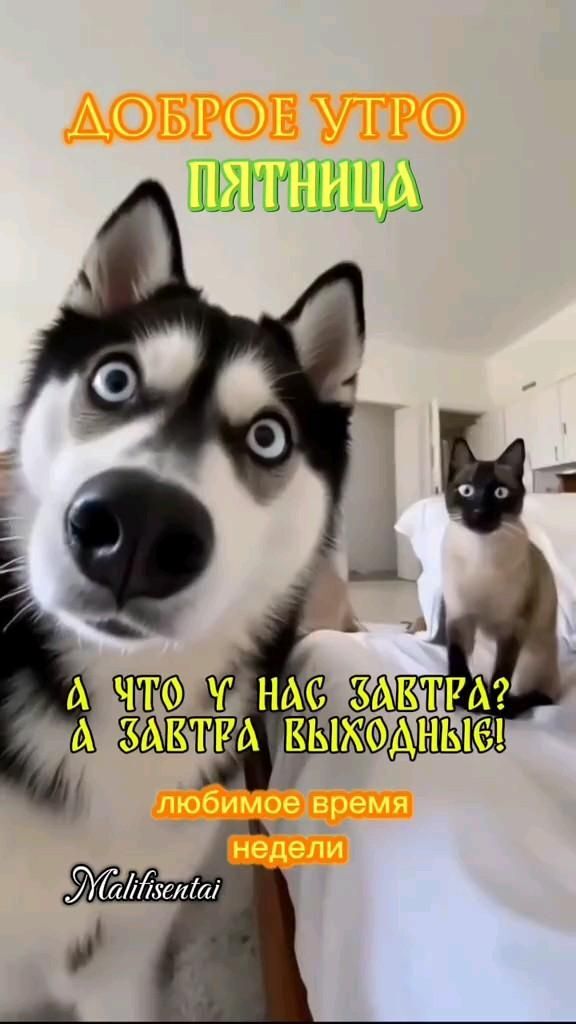 Открытка на пятницу. #доброеутро #пятница доброе утро пятница there is a dog and a cat sitting on the bed with caption in russian