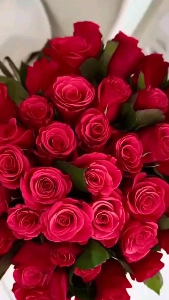 Открытка с днем рождения. Просто красные розы без текста. a bouquet of red roses is shown in this close up photo, with the stems still attached