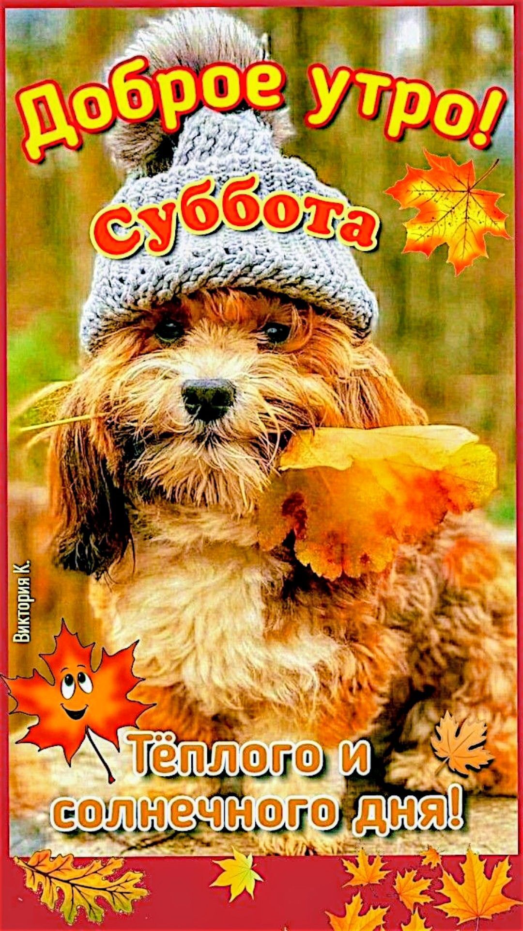 Открытка на осеннюю субботу. Собачка в шапке.