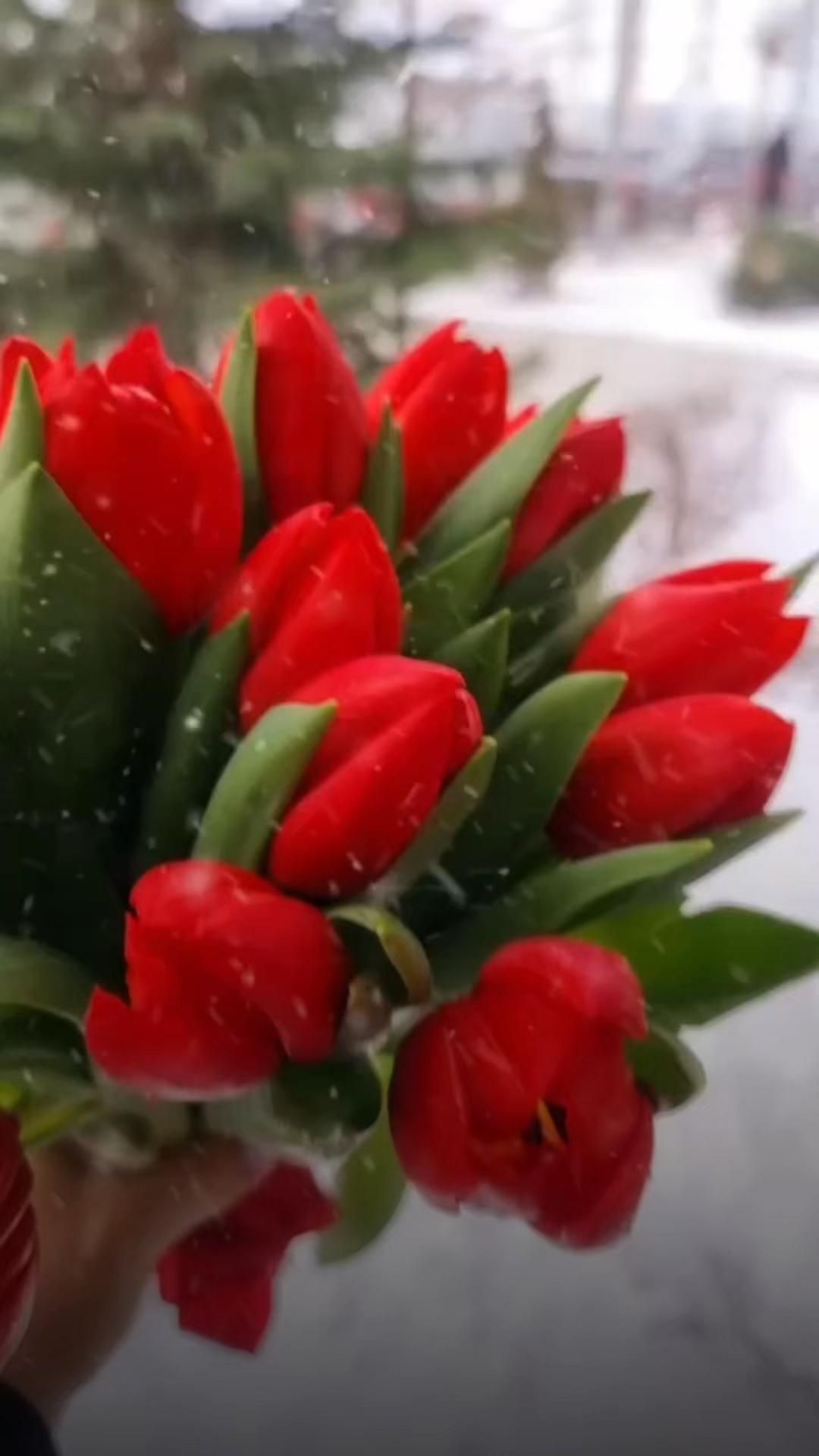 Открытка на Зиму. a bouquet of red tulips in someone's hand