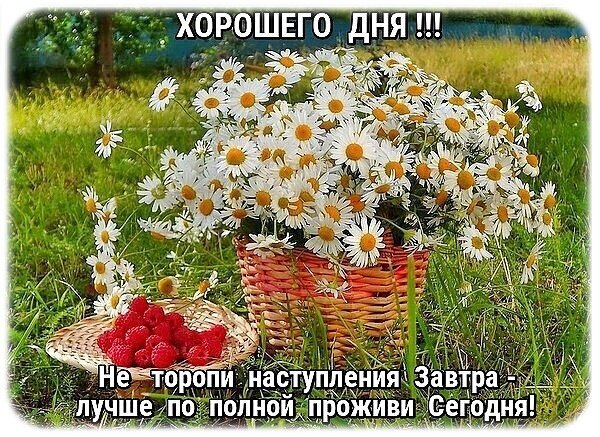 Букет ромашек в корзине и спелая малина на траве. Мотивирующая цитата: «Не торопи наступления Завтра — лучше по полной проживи Сегодня!». Пожелание хорошего дня. Открытка Хорошего дня! Красочное и вдохновляющее изображение с букетом белоснежных ромашек в плетеной корзинке на фоне зеленой травы. Рядом с корзиной на подставке лежит горсть спелой красной малины. На картинке нанесен мотивирующий текст на русском языке: «Не торопи наступления Завтра - лучше по полной проживи Сегодня!»