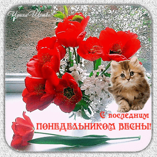 Открытка с красными тюльпанами и милым котенком. Поздравление с последним понедельником весны. Красивое весеннее изображение для пожеланий. Анимированная открытка С последним понедельником весны Красочное праздничное изображение с яркими красными тюльпанами и милым пушистым котенком. Композиция дополнена нежными белыми цветами на заднем плане и вдохновляющей надписью на русском языке: 