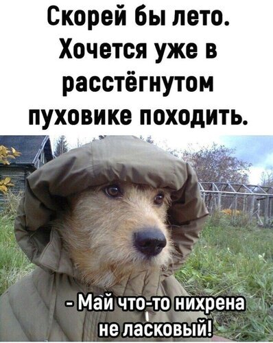Смешной мем с собакой в куртке про ожидание лета и холодную погоду. Юмористическая картинка для соцсетей и пабликов с мемами. Открытка Скорее бы лето... Май не ласковый! Смешной мем с изображением собаки в капюшоне куртки, которая выглядит недовольной или серьезной. На картинке расположен текст на русском языке: «Скорей бы лето. Хочется уже в расстегнутом пуховике походить» и ироничная подпись снизу «- Май что-то нихрена не ласковый!». Мем обыгрывает ожидание теплой погоды и ироничное отношение к холодам
