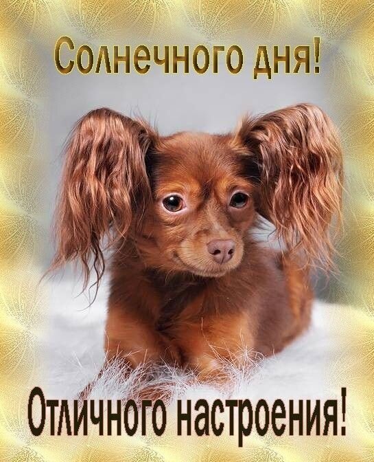 Милая открытка с рыжим щенком и пожеланиями: «Солнечного дня! Отличного настроения!». Позитивная картинка для отправки друзьям и близким. Открытка Солнечного дня! Отличного настроения! Милая открытка с изображением очаровательного коричневого щенка с большими пушистыми ушами. На картинке расположены надписи на русском языке: «Солнечного дня!» сверху и «Отличного настроения!» снизу. Изображение выполнено в светлых, теплых тонах с золотистым сияющим фоном, что создает позитивную и дружелюбную атмосферу