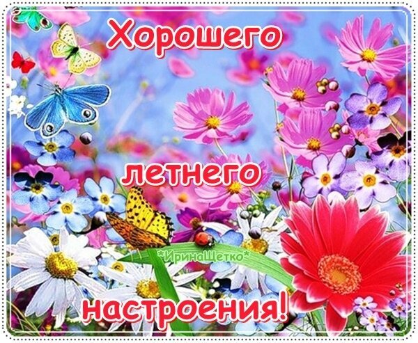 Яркая летняя открытка с цветами и бабочками. Пожелание хорошего летнего настроения для близких и друзей. Красивый солнечный коллаж с розовыми космеями. Открытка Хорошего летнего настроения! Яркая и позитивная открытка с пожеланием хорошего летнего настроения. На изображении представлен красочный цветочный ковер из розовых космеи, белых ромашек и нежных фиалок под голубым небом. Композицию дополняют изящные разноцветные бабочки — голубая, желтая и красная
