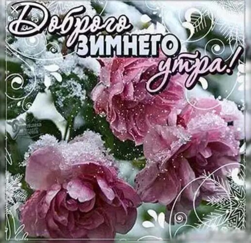 Открытка «Доброго зимнего утра!»: нежные розовые цветы в снегу, зимняя сказка и красивые узоры. Идеальное пожелание доброго утра зимой. Открытка Доброго утра! Красивая поздравительная открытка с изображением нежных розовых цветов (роз), припорошенных свежим пушистым снегом. На изображении нанесена стильная надпись на русском языке «Доброго зимнего утра!». Композиция украшена декоративными белыми узорами, снежинками и мерцающими искрами, создавая атмосферу зимней сказки и уюта Открытка «Доброго зимнего утра!»: нежные розовые цветы в снегу, зимняя сказка и красивые узоры. Идеальное пожелание доброго утра зимой. Открытка Доброго утра! Красивая поздравительная открытка с изображением нежных розовых цветов (роз), припорошенных свежим пушистым снегом. На изображении нанесена стильная надпись на русском языке «Доброго зимнего утра!». Композиция украшена декоративными белыми узорами, снежинками и мерцающими искрами, создавая атмосферу зимней сказки и уюта