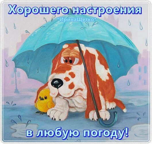 Добрая открытка: рыжий пес под голубым зонтом с цыпленком. Надпись: «Хорошего настроения в любую погоду!». Милая картинка для поднятия настроения. Открытка Хорошего настроения... Милая и добрая цифровая иллюстрация с изображением рыже-белого спаниеля, который прячется под голубым зонтом от дождя вместе с маленьким желтым цыпленком. Картинка наполнена уютом и теплом. Сверху наложен текст на русском языке: «Хорошего настроения» и подпись «*ИринаЩетко*», а снизу фраза: «в любую погоду!»