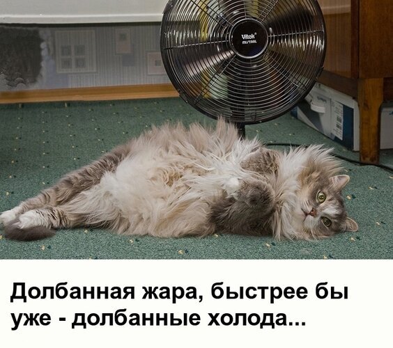 Смешной мем с пушистым котом, который жалуется на сильную жару и мечтает о холодах. Юмористическая картинка про лето и домашних животных. Открытка Долбанная жара Смешная картинка-мем с пушистым серым котом, который лежит на животе на ковре, явно страдая от невыносимой жары. На изображении присутствует текст на русском языке: 
