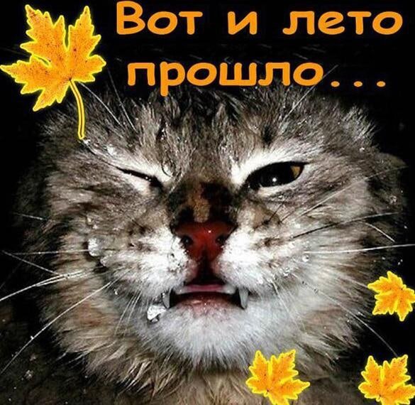 Смешной мем с котом и надписью «Вот и лето прошло...». Грустная кошачья мордочка и осенние листья — идеальная картинка для осеннего настроения. Открытка Вот и Лето прошло! Смешной мем с грустным котом на фоне осенних листьев. Крупный план мордочки кота с выражением меланхолии и подписью на русском языке «Вот и лето прошло...»