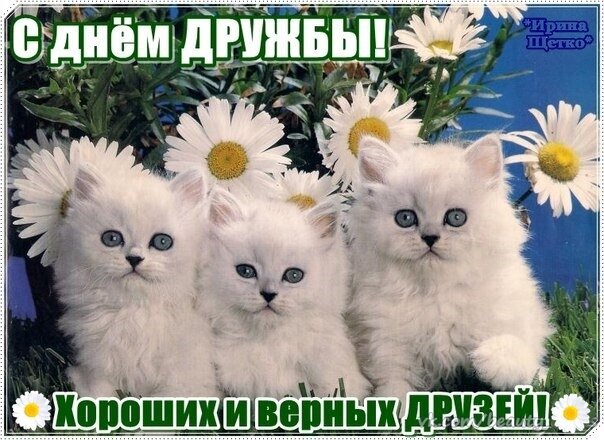 Поздравление с Днем дружбы: три очаровательных белых котенка и ромашки. Открытка с надписью «Хороших и верных друзей!» для ваших близких. Открытка День дружбы Милая открытка к Дню дружбы с тремя пушистыми белыми котятами на фоне красивых белых ромашек. На изображении крупный текст на русском языке: «С Днем дружбы! Хороших и верных друзей!». Яркая и позитивная картинка, идеально подходящая для поздравления близких, друзей и любимых в социальных сетях или мессенджерах