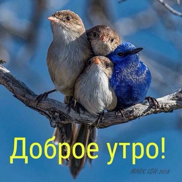 Милая открытка с тремя птичками на ветке и надписью «Доброе утро!». Яркое и позитивное изображение для утренних пожеланий в соцсетях. Открытка Доброе утро! Милое и уютное изображение трех маленьких птичек, сидящих вместе на ветке дерева на фоне чистого голубого неба. Птицы разного окраса: светло-коричневая, сероватая и ярко-синяя, что создает гармоничный и эмоциональный контраст. В нижней части картинки расположена крупная желтая надпись на русском языке «Доброе утро!», создающая позитивное настроение Милая открытка с тремя птичками на ветке и надписью «Доброе утро!». Яркое и позитивное изображение для утренних пожеланий в соцсетях. Открытка Доброе утро! Милое и уютное изображение трех маленьких птичек, сидящих вместе на ветке дерева на фоне чистого голубого неба. Птицы разного окраса: светло-коричневая, сероватая и ярко-синяя, что создает гармоничный и эмоциональный контраст. В нижней части картинки расположена крупная желтая надпись на русском языке «Доброе утро!», создающая позитивное настроение