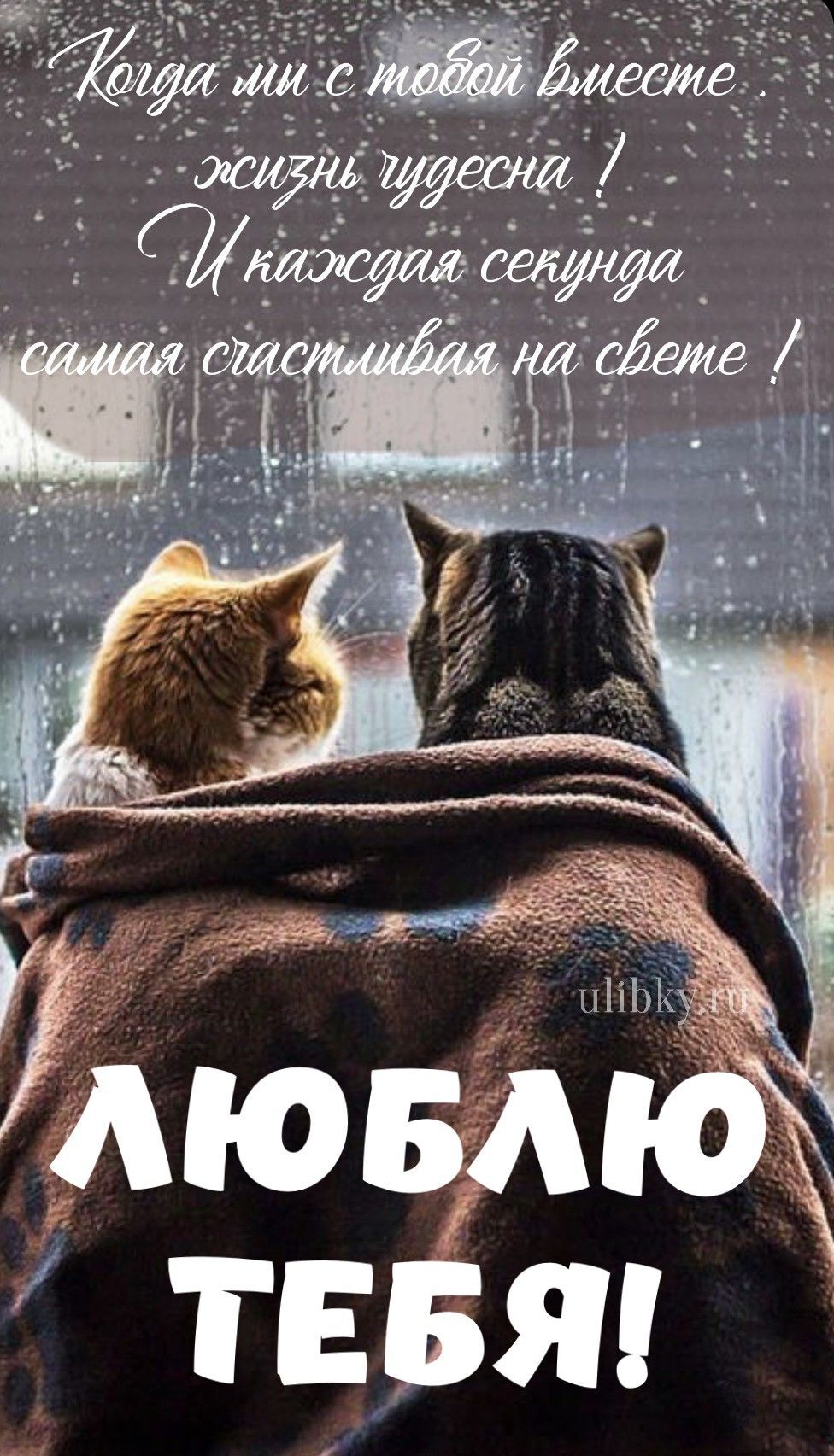 Открытка люблю тебя. two cats sitting on the back of a person wrapped in a blanket looking at each other